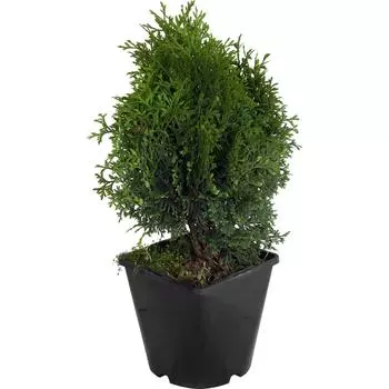 Туя западная Холмструп», С2/40-50 см