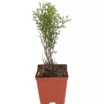 Туя западная «Хозери» 15x30 см