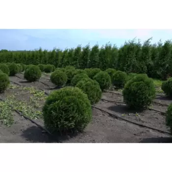 Туя западная Хозери h20 - 40 см