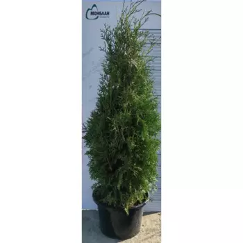 Туя западная Кинг Оф Брабант h100 - 120 см