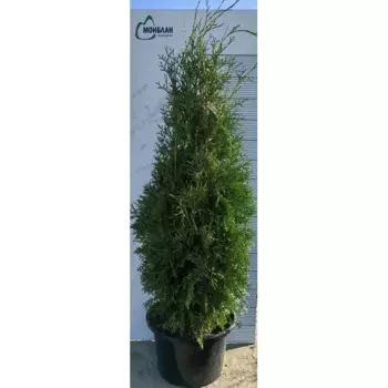 Туя западная Кинг Оф Брабант h120 - 140 см