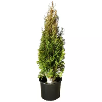 Туя западная Колумна h120 см