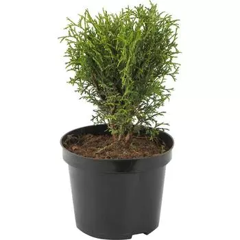 Туя западная «Литл Гиант» 19x20 см