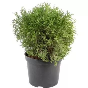 Туя западная «Литл Гиант» C7.5