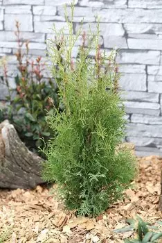 Туя западная «Малоняна» 9x20 см