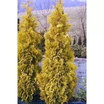 Туя западная Малонуана h60 см