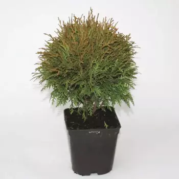 Туя западная Меки 17 h20 - 25 см