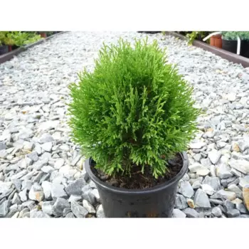 Туя западная Меки h25 см