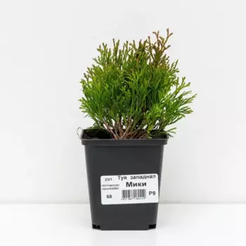 Туя западная Мики