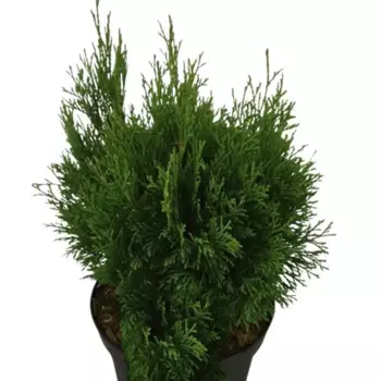 Туя западная Мику 17 h15 - 20 см