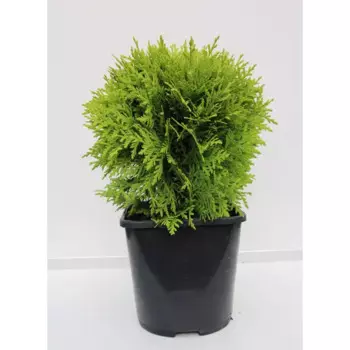 Туя западная Мириам 17 h20 - 25 см