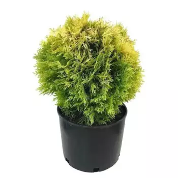 Туя западная Мириам 19 h30 см