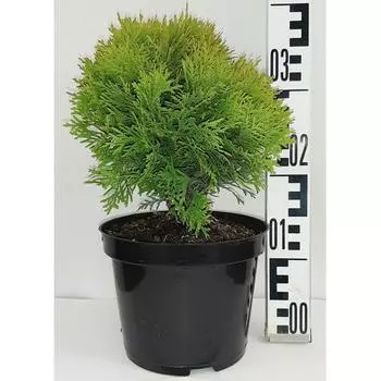 Туя западная «Мириам» 19x20 см