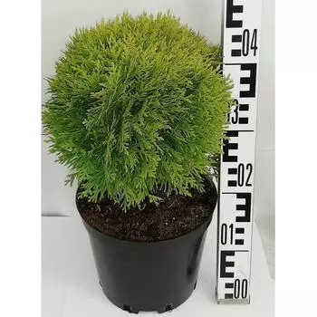 Туя западная «Мириам» 22x30 см