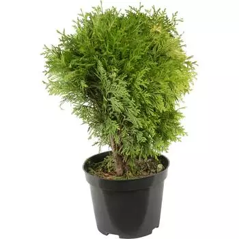 Туя западная «Мириам» 2-3 л 15-25 см