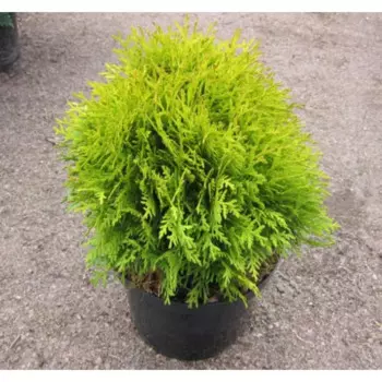 Туя западная Мириам 30 - 40 h80 см