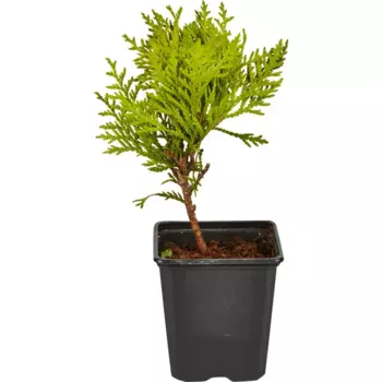 Туя западная Мириам 9 h15 см