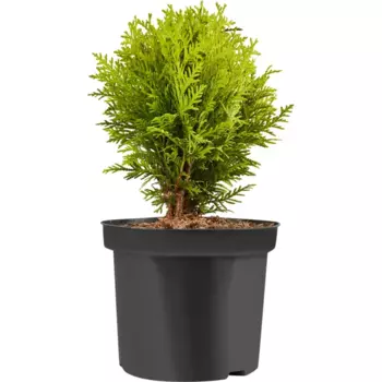 Туя западная Мириам h20 - 30 см