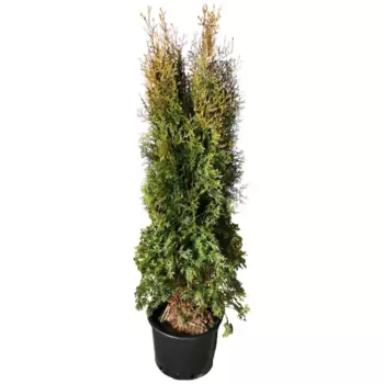 Туя западная Пирамидалис h160 см