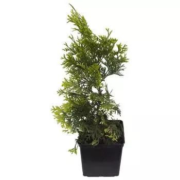 Туя Западная С2 Н30