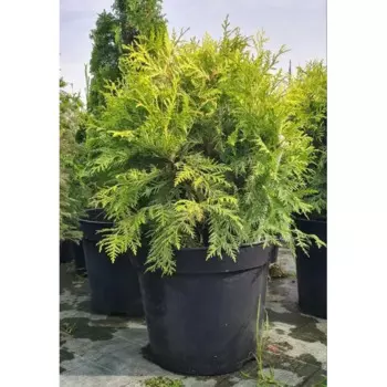 Туя западная Селена 30 h40 - 60 см