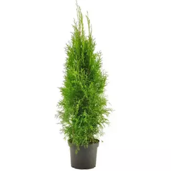 Туя западная Смарагд 10.5 h15 см