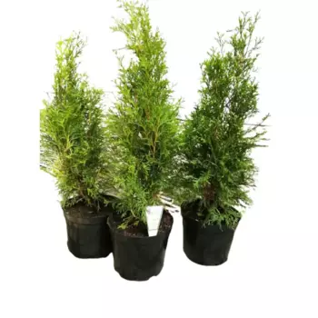 Туя западная Смарагд 10 h40 - 60 см
