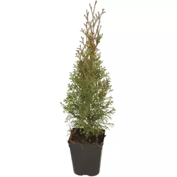 Туя западная Смарагд 13 h15 см
