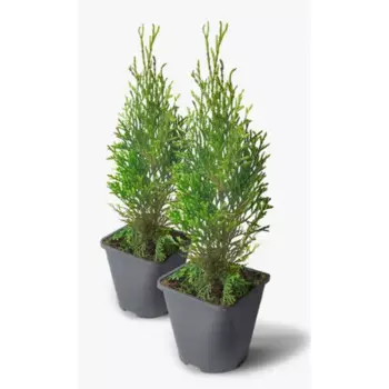 Туя западная Смарагд 13 h40 см