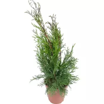 Туя западная «Смарагд» 13x40 см