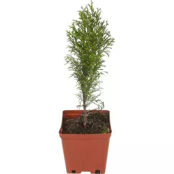 Туя западная «Смарагд» 15x30 см
