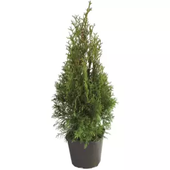 Туя западная Смарагд 17 h30 - 40 см