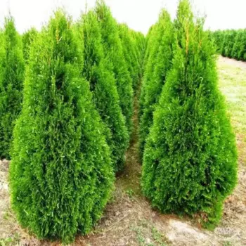 Туя западная Смарагд 19 h40-60 см