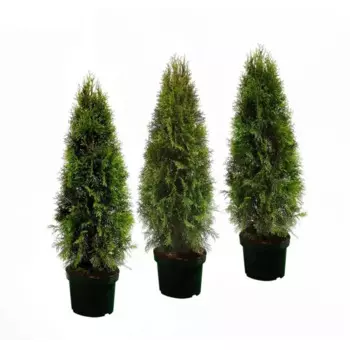 Туя западная Смарагд 19 h70 см