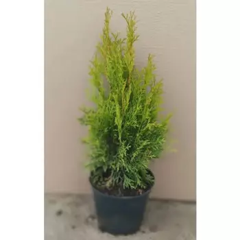 Туя западная Смарагд 19 см h40-60 см