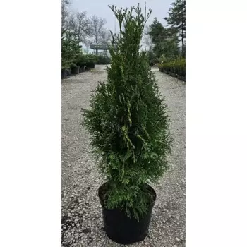 Туя западная Смарагд 21 h110 - 130 см