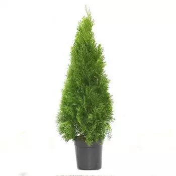 Туя западная Смарагд 21 h60 - 80 см