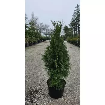 Туя западная Смарагд 21 h70 - 90 см