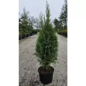Туя западная Смарагд 21 h90 - 110 см