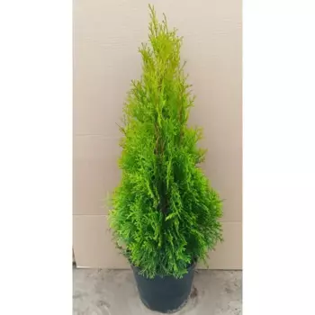 Туя западная Смарагд 22.5 см h60-80 см