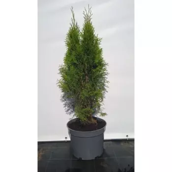 Туя западная Смарагд 22.5 см h80-100 см