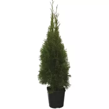 Туя западная Смарагд 23 h80 - 100 см