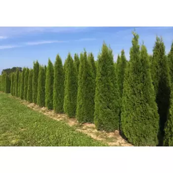 Туя западная Смарагд 30 h120 - 140 см