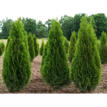 Туя западная Смарагд 30 h160 - 180 см