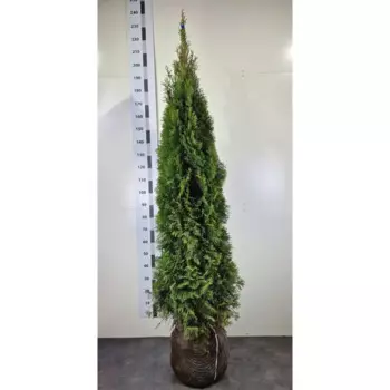 Туя западная Смарагд 30 h180 - 200 см
