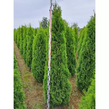 Туя западная Смарагд 30 h200 - 220 см