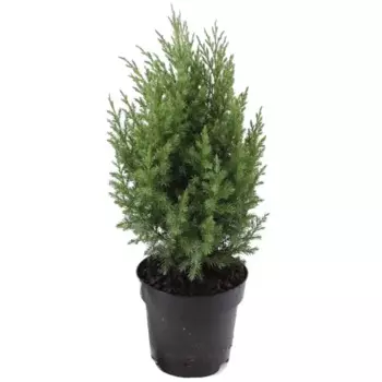 Туя западная Смарагд 35 h80 - 100 см