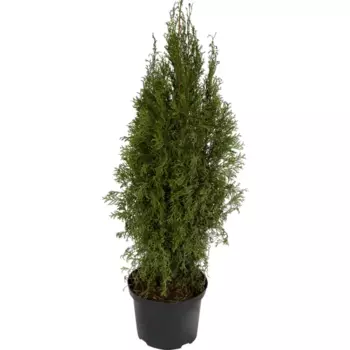 Туя западная «Смарагд» 3 л h100 см
