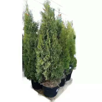 Туя западная Смарагд 40 h100 - 120 см