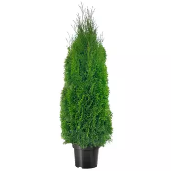 Туя западная Смарагд 40 h160 - 180 см